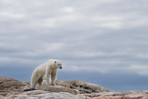 polar bear_Zaruba Ondrej_shutterstock_2302551401.jpg